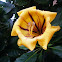 Golden Chalice Vine