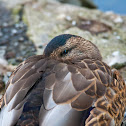 Mallard