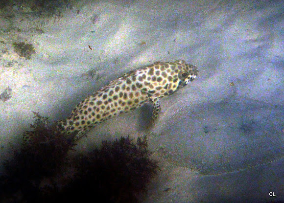 Spotting Image 1