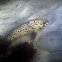 Honeycomb Grouper  