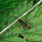 Common Sawfly