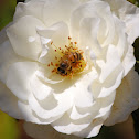 African Honey Bee