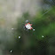 Spiny orbweaver spider