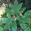Wild sarsaparilla