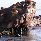 Sea Lions