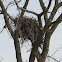 bald eagle
