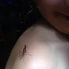 Stick insect