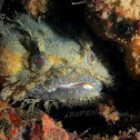 Oyster toadfish