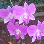 Orchid