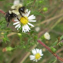 Frost Aster
