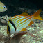 Porkfish