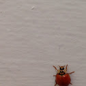 Lady bug without spots