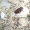 Two-lined Spittlebug/Froghopper