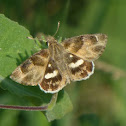African Marbled Skipper