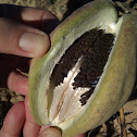 Araujia sericifera (fruit i granes)