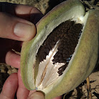 Araujia sericifera (fruit i granes)