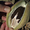 Araujia sericifera (fruit i granes)