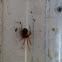 Red house spider