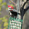 Pileated Woodpecker