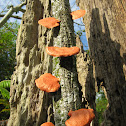 Red Fungus