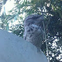 Tawny Frogmouth