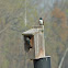 Tree Swallows (nesting pair)