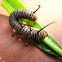 Catarpillar of Common Indian Crow Butterfly
