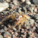jumping spider