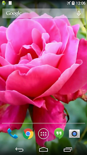How to download Pink Rose Video Live Wallpaper 3.0 apk for bluestacks