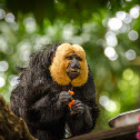 Saki Monkey