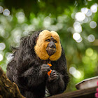 Saki Monkey