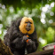Saki Monkey