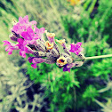 French lavender, Spanish lavender, Topped lavender / Lavanda, Alfazema