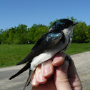 Tree Swallow