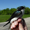 Tree Swallow