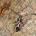 Longhorned beetle