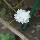 Arabian jasmine