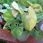Arrowhead Vine