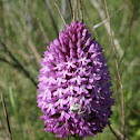 Orquídea  piramidal