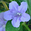 Ruellia