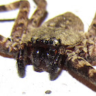 araña cangrejo gigante