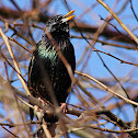 Starling
