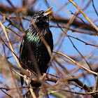 Starling