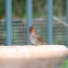 Nutmeg Mannikin