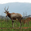 Blesbok