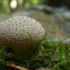 Common puffball
