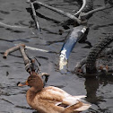 Leucistic mallard