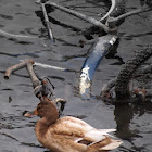Leucistic mallard