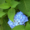 Hydrangea