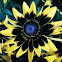 Black-eyed Susan